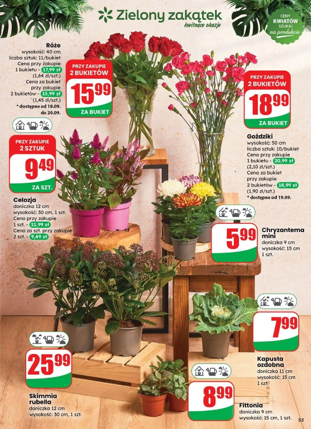 Dino gazetka ważna od  17.09.2025 do 23.09.2025 strona 53